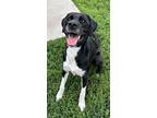 Bo, Labrador Retriever For Adoption In Defiance, Ohio