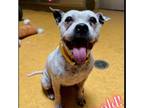 Adopt Lucy a Pit Bull Terrier, Mixed Breed