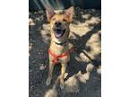 Adopt Starlight a Carolina Dog