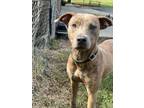 Adopt Linda a Pit Bull Terrier, Mixed Breed