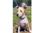 Adopt Pearl a Retriever, Mixed Breed