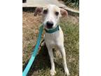 Adopt Ella a Retriever, Mixed Breed