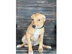 Adopt bambam a Pit Bull Terrier, Mixed Breed