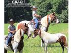 Gaited Pony Mare