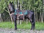 Licorice