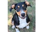 Adopt Hazel a Shepherd, Mixed Breed
