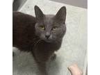 Adopt Ferrari a Domestic Short Hair