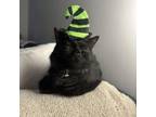 Adopt Mortie a Domestic Medium Hair