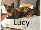 Adopt Lucy a Tortoiseshell, Domestic Medium Hair