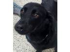 Adopt Paige a Labrador Retriever