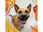 Adopt Koko a Husky, Cattle Dog