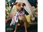Adopt Sissy a Boxer