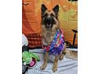 Adopt Gia a German Shepherd Dog