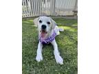Adopt Tess (147) a Border Terrier