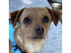 Adopt Tina Spay a Mixed Breed