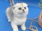 Beautiful Kitty