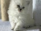 Persian Kittens