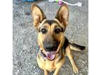 Adopt Flossy a Mixed Breed