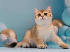 Barmen British Shorthair Male Black Golden Ticked