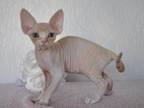 Jade Devon Rex Female Cream Tabby Bicolour