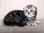 Samara Scottish Fold Female Black Silver Tabby