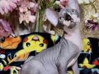 Brian Canadian Sphynx Male Black Bicolour