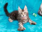 Brain Maine Coon Polydactyl Male Black Silver Tab