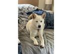 Adopt Summer a Siberian Husky