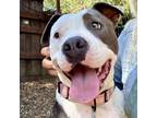 Adopt MADDIE a American Staffordshire Terrier