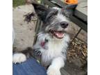 Adopt ABBY a Border Collie, Terrier