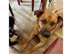 Adopt MIDORI a Shepherd, Rhodesian Ridgeback