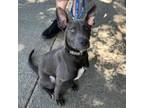 Adopt EVE a American Staffordshire Terrier