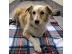 Adopt Foxy a Mixed Breed