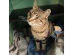 Adopt Lovely a Extra-Toes Cat / Hemingway Polydactyl, Domestic Short Hair
