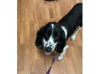 Adopt Willow N 24094 a Cocker Spaniel