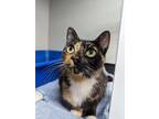 Adopt Daisy a Tortoiseshell, Domestic Short Hair