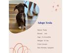 Adopt Tesla a Labrador Retriever