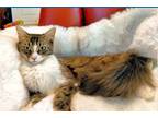 Adopt Zazzle a Domestic Medium Hair