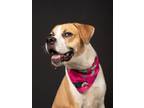 Adopt Lexxxi a Boxer, Mixed Breed