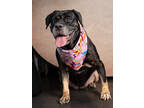 Adopt German Chocolate Cake a Rottweiler, Mixed Breed