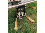 Adopt Parker a German Shepherd Dog