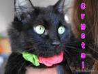 Adopt Crystal a Domestic Short Hair