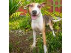 Adopt Chickpea a Mixed Breed