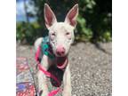 Adopt Peppa a Mixed Breed