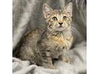 Adopt Arietta a Domestic Short Hair