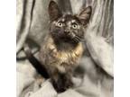 Adopt Allegra a Domestic Short Hair