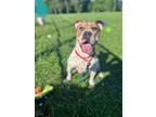 Adopt Cassie Jo a Pit Bull Terrier