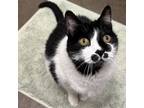 Adopt Sophie a Domestic Short Hair