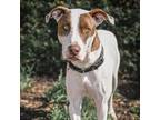 Adopt Athena a Pointer, Mixed Breed