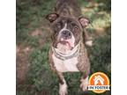 Adopt Queen a Boxer, Mixed Breed